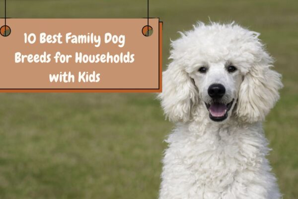 10 Best Family Dog Breeds for Households with Kids