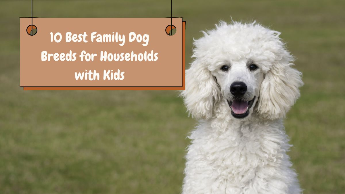 10 Best Family Dog Breeds for Households with Kids