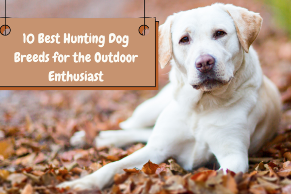 10 Best Hunting Dog Breeds for the Outdoor Enthusiast