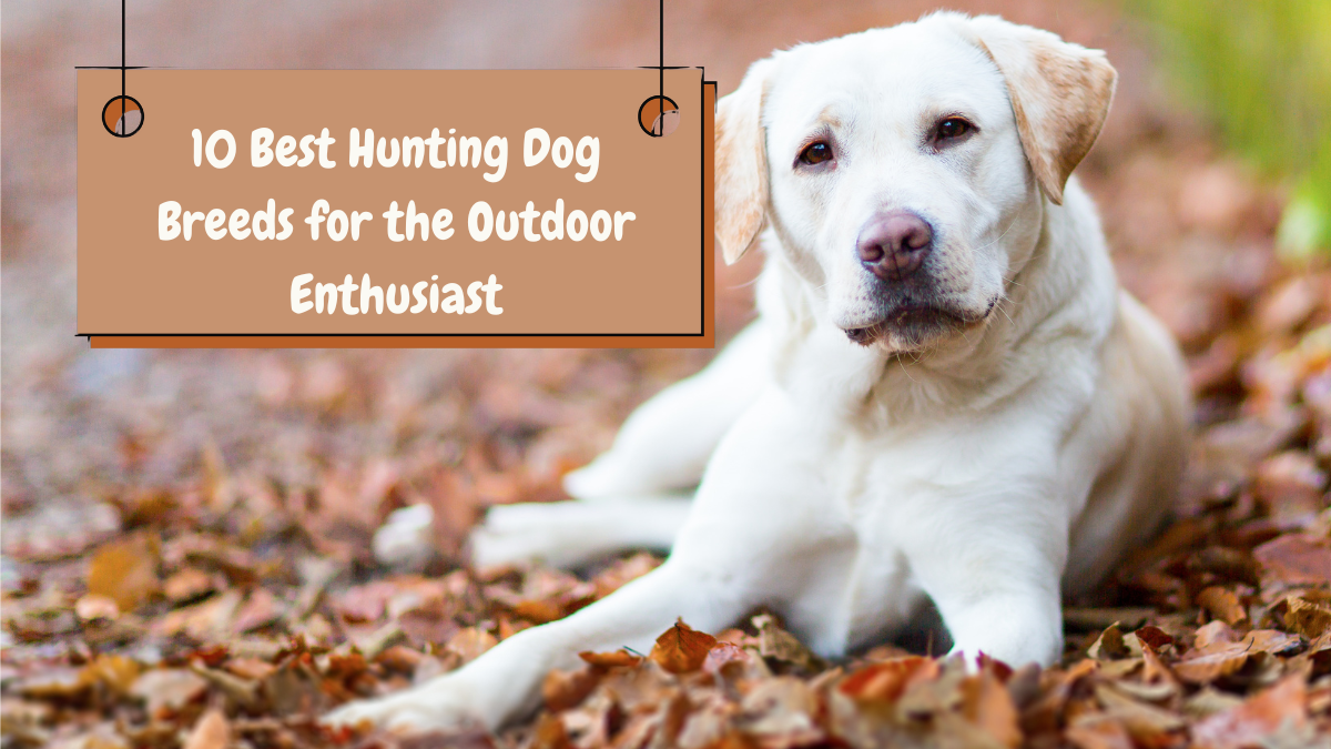 10 Best Hunting Dog Breeds for the Outdoor Enthusiast