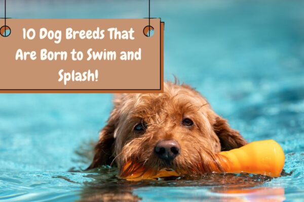 10 Dog Breeds That Are Born to Swim and Splash!