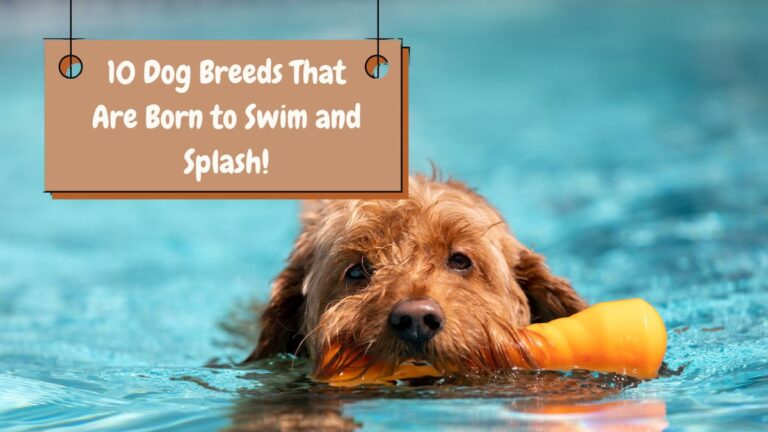 10 Dog Breeds That Are Born to Swim and Splash!