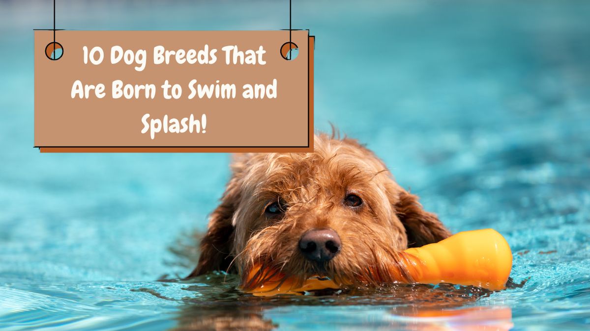 10 Dog Breeds That Are Born to Swim and Splash!