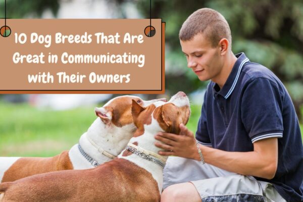 10 Dog Breeds That Are Great in Communicating with Their Owners