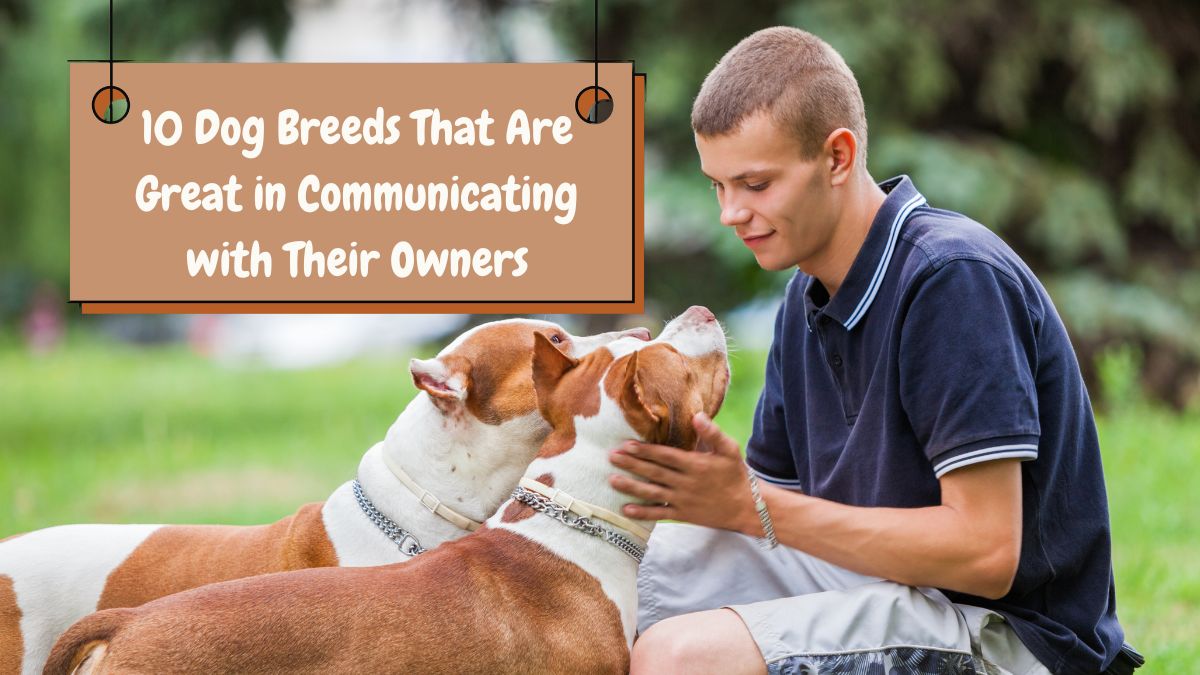 10 Dog Breeds That Are Great in Communicating with Their Owners