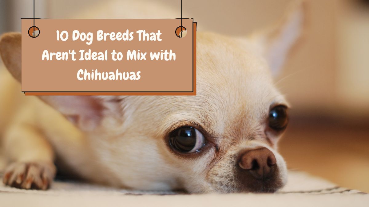 10 Dog Breeds That Aren't Ideal to Mix with Chihuahuas