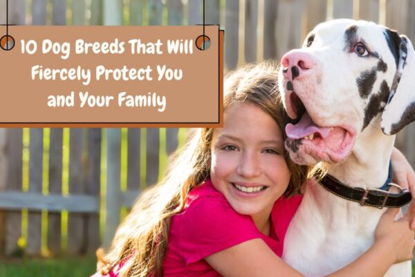 10 Dog Breeds That Will Fiercely Protect You and Your Family