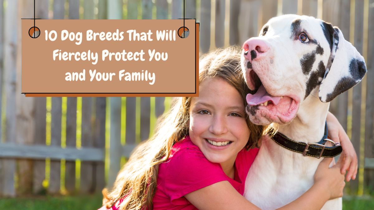 10 Dog Breeds That Will Fiercely Protect You and Your Family