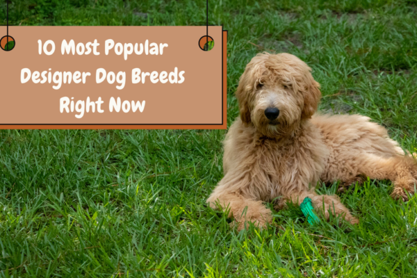 10 Most Popular Designer Dog Breeds Right Now