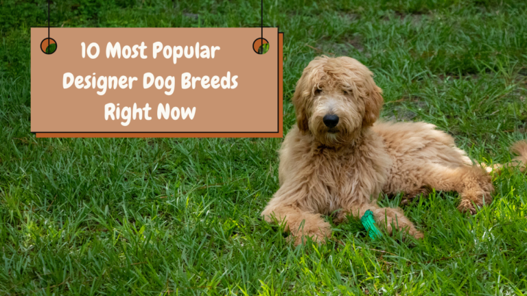 10 Most Popular Designer Dog Breeds Right Now