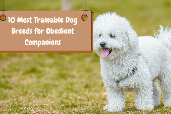 10 Most Trainable Dog Breeds for Obedient Companions