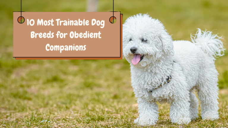 10 Most Trainable Dog Breeds for Obedient Companions