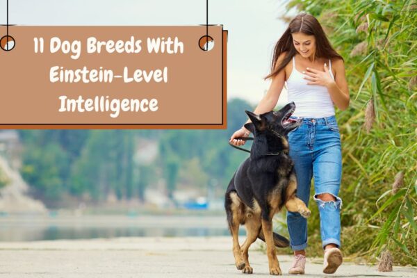 11 Dog Breeds With Einstein-Level Intelligence