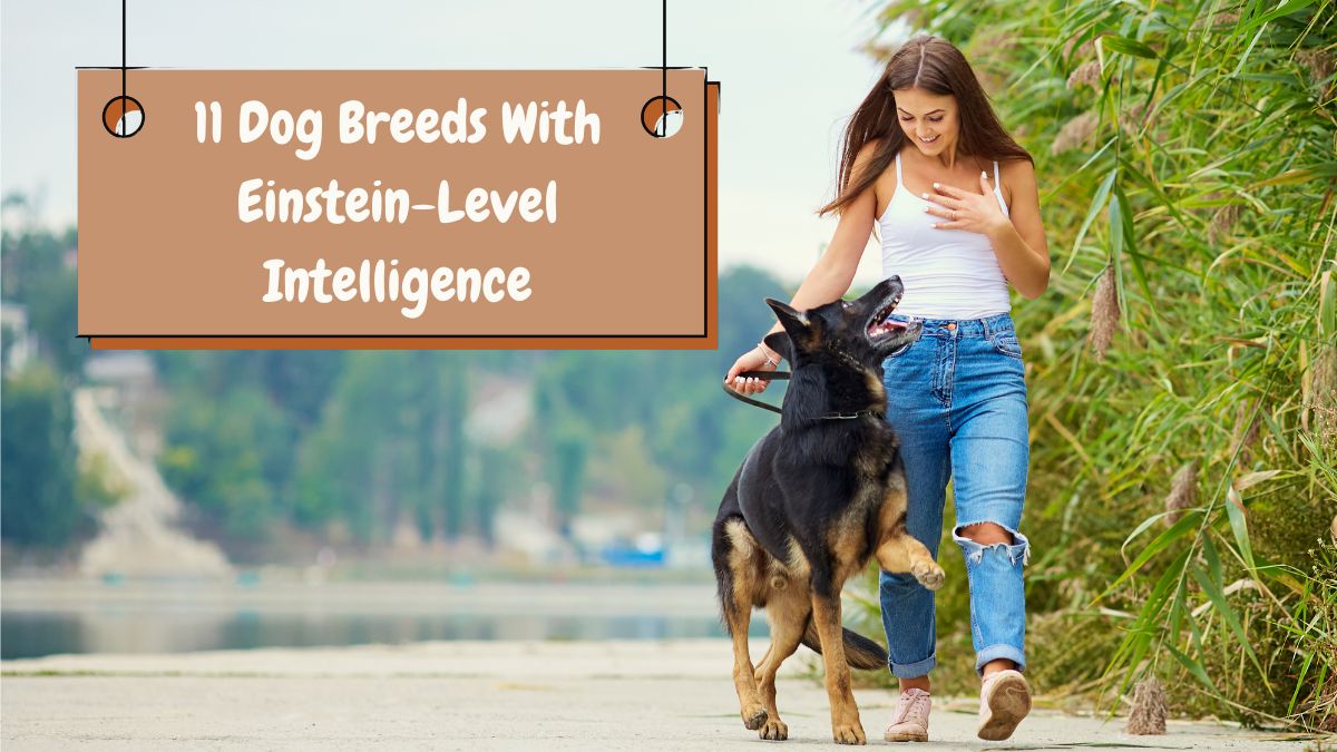 11 Dog Breeds With Einstein-Level Intelligence