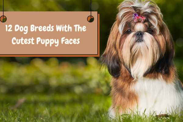 12 Dog Breeds With The Cutest Puppy Faces