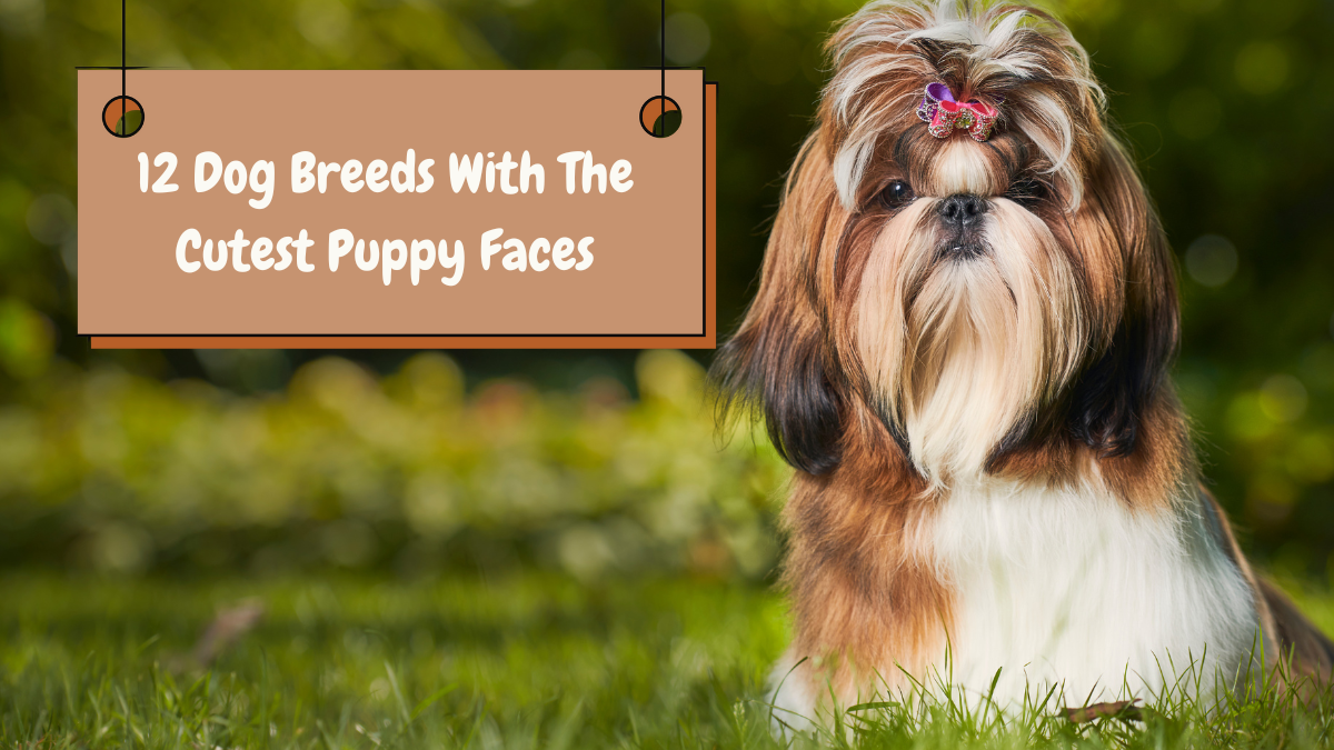 12 Dog Breeds With The Cutest Puppy Faces