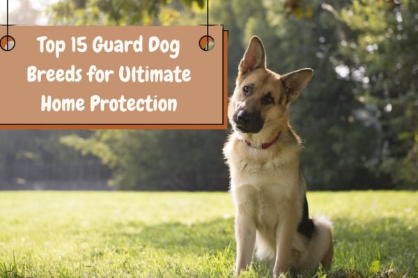 Top 15 Guard Dog Breeds for Ultimate Home Protection