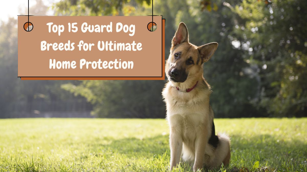 Top 15 Guard Dog Breeds for Ultimate Home Protection