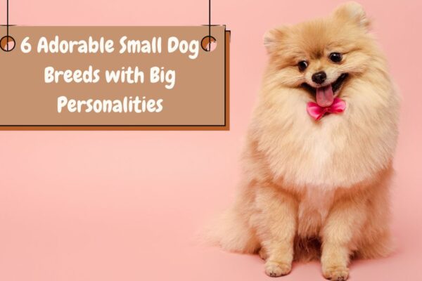 6 Adorable Small Dog Breeds with Big Personalities