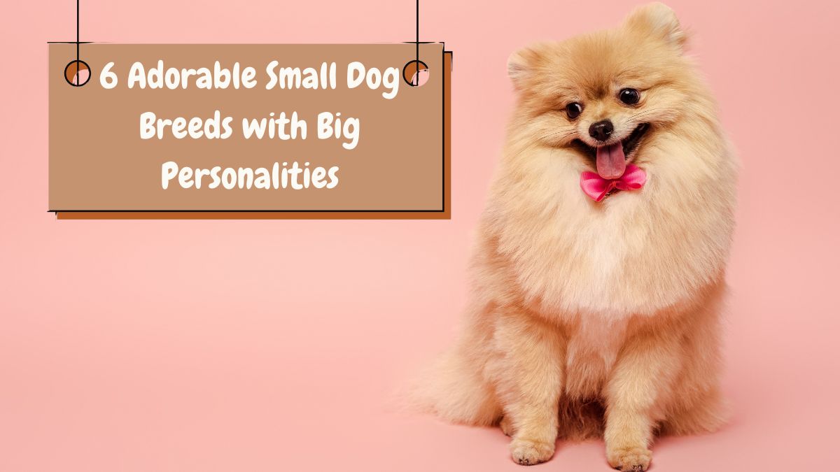 6 Adorable Small Dog Breeds with Big Personalities