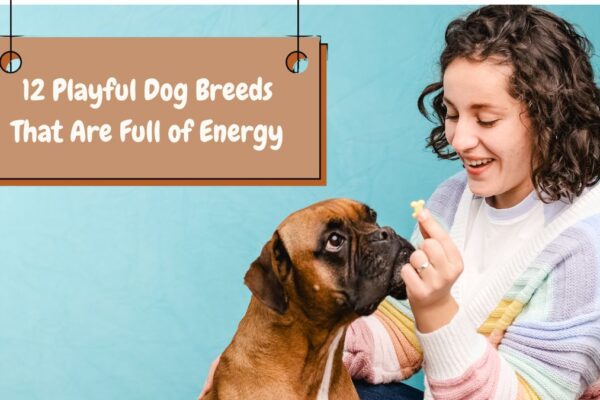 12 Playful Dog Breeds That Are Full of Energy