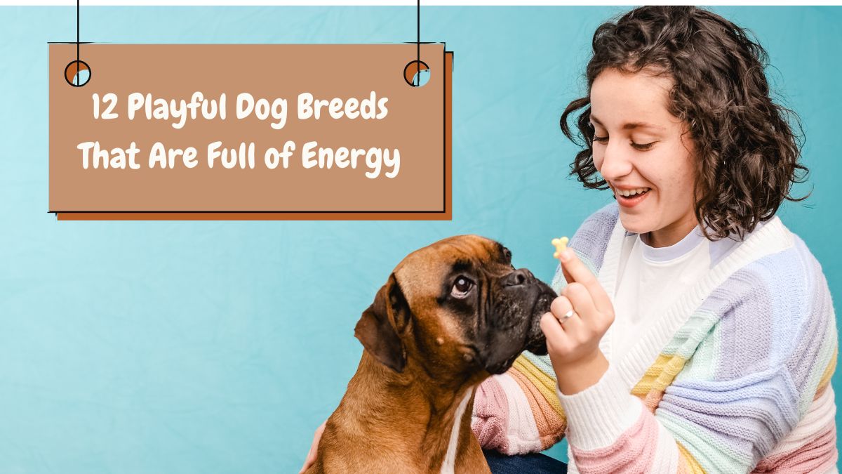 12 Playful Dog Breeds That Are Full of Energy