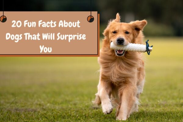 20 Fun Facts About Dogs That Will Surprise You