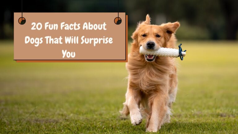 20 Fun Facts About Dogs That Will Surprise You