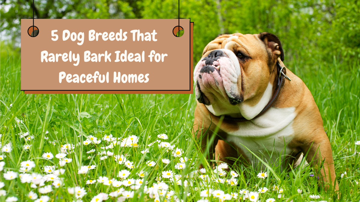 5 Dog Breeds That Rarely Bark Ideal for Peaceful Homes