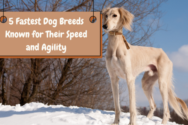 5 Fastest Dog Breeds Known for Their Speed and Agility