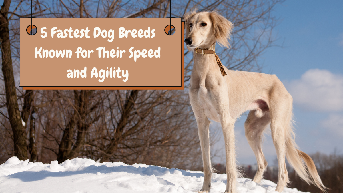 5 Fastest Dog Breeds Known for Their Speed and Agility