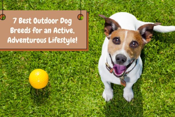 7 Best Outdoor Dog Breeds for an Active, Adventurous Lifestyle!