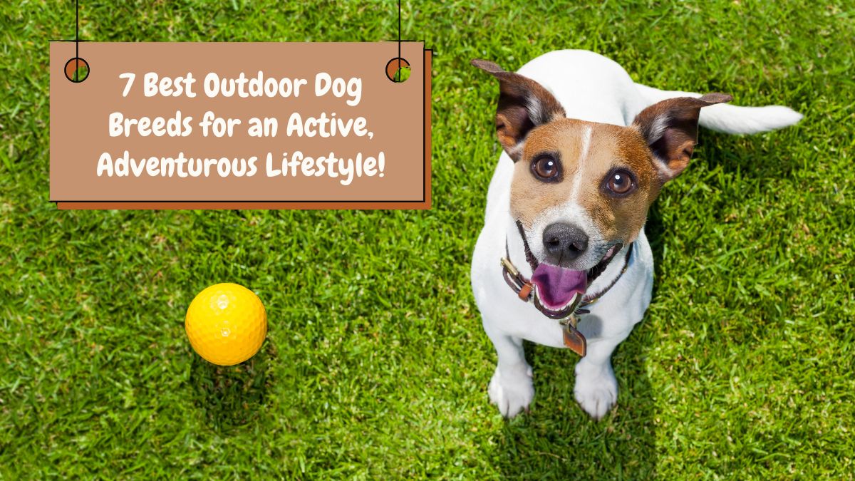 7 Best Outdoor Dog Breeds for an Active, Adventurous Lifestyle!