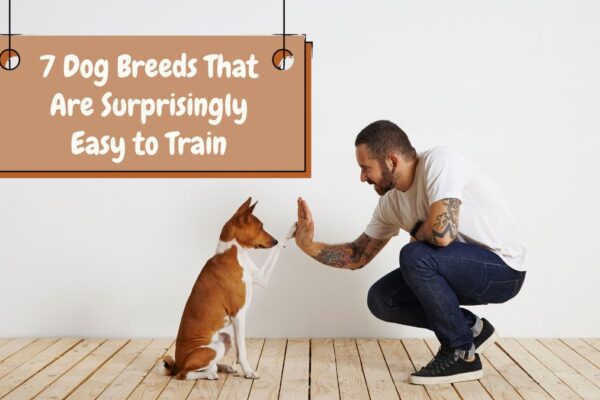 7 Dog Breeds That Are Surprisingly Easy to Train