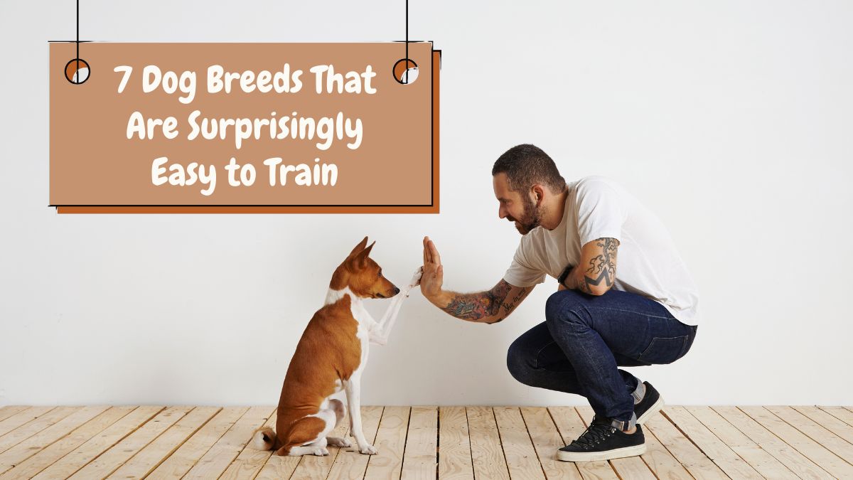 7 Dog Breeds That Are Surprisingly Easy to Train