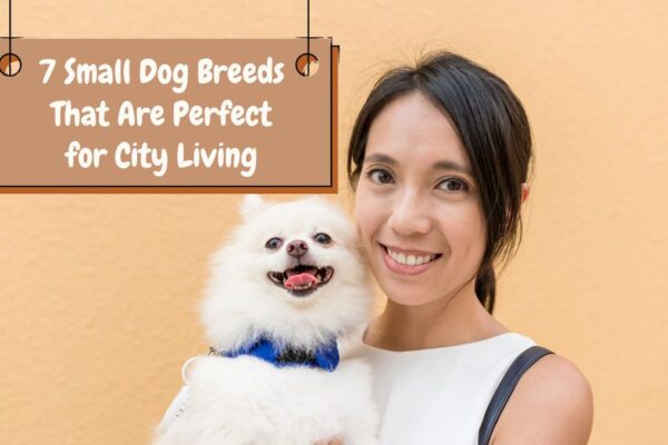 7 Small Dog Breeds That Are Perfect for City Living