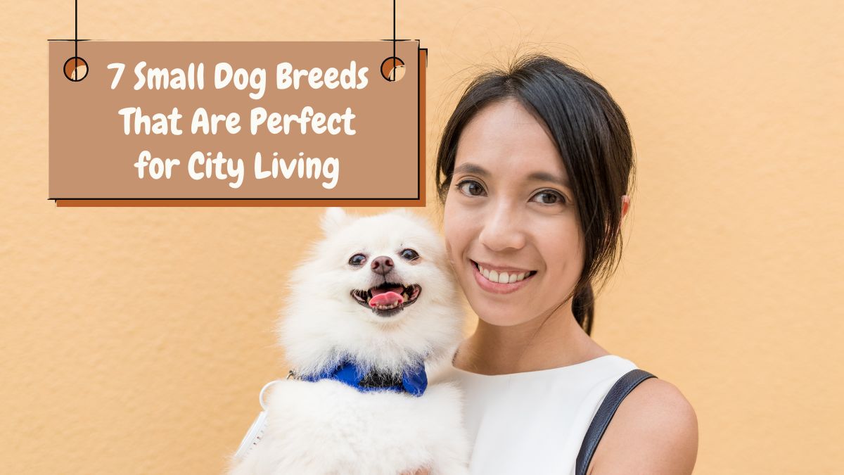 7 Small Dog Breeds That Are Perfect for City Living