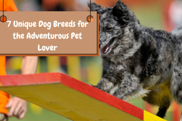 7 Unique Dog Breeds for the Adventurous Pet Lover