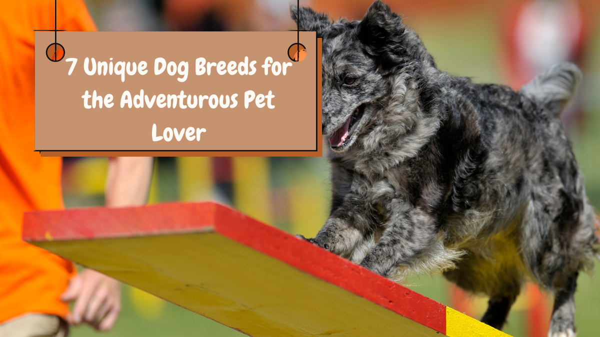 7 Unique Dog Breeds for the Adventurous Pet Lover