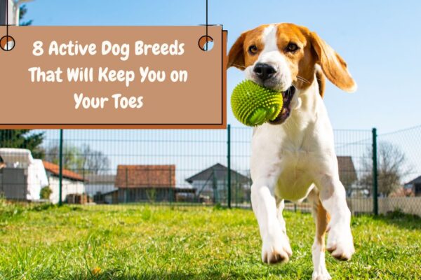 8 Active Dog Breeds That Will Keep You on Your Toes