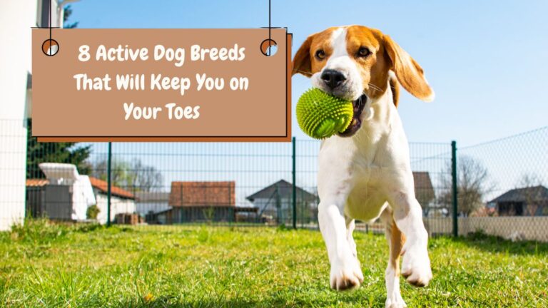 8 Active Dog Breeds That Will Keep You on Your Toes