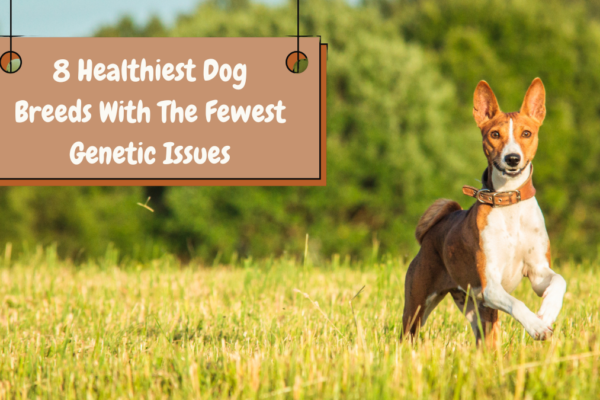 8 Healthiest Dog Breeds With The Fewest Genetic Issues