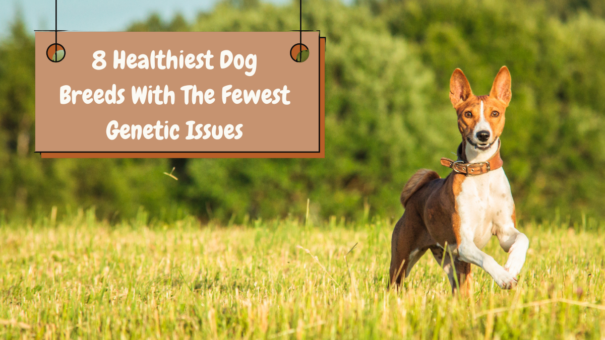 8 Healthiest Dog Breeds With The Fewest Genetic Issues