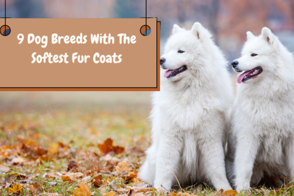 9 Dog Breeds With The Softest Fur Coats