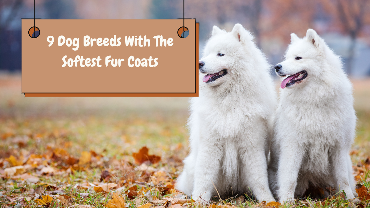 9 Dog Breeds With The Softest Fur Coats