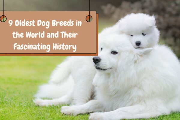 9 Oldest Dog Breeds in the World and Their Fascinating History