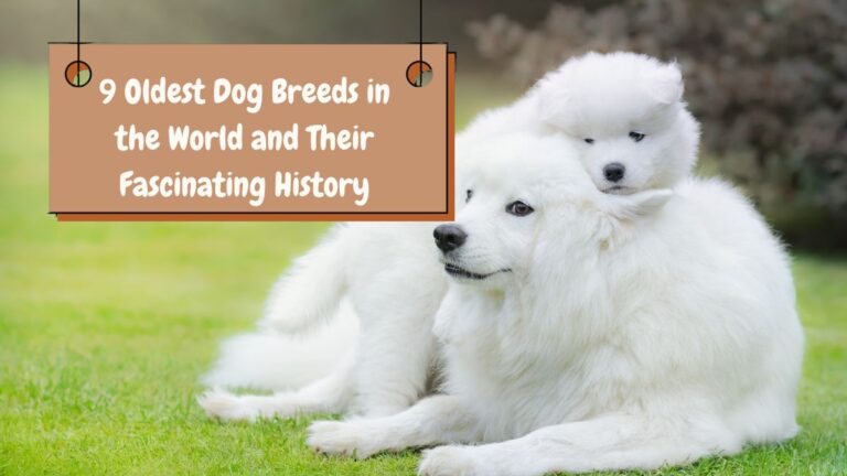 9 Oldest Dog Breeds in the World and Their Fascinating History