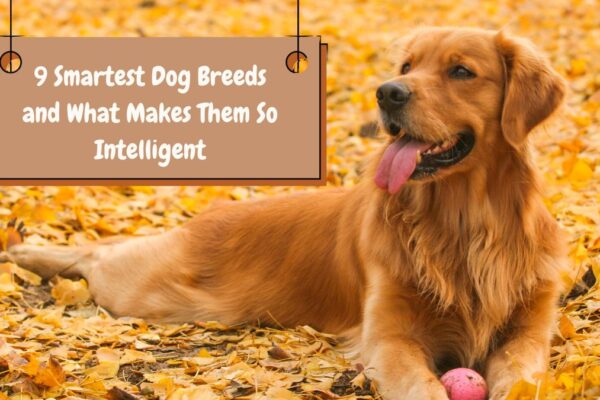 9 Smartest Dog Breeds and What Makes Them So Intelligent