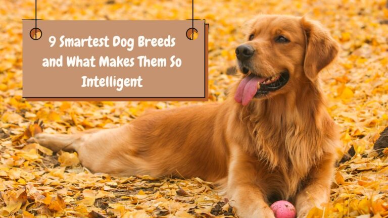 9 Smartest Dog Breeds and What Makes Them So Intelligent