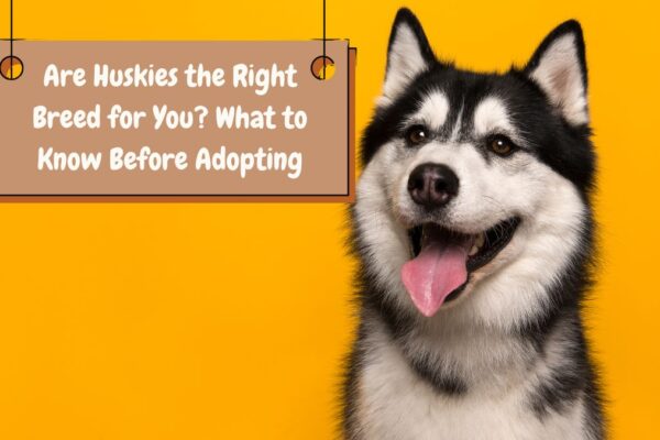 Are Huskies the Right Breed for You? What to Know Before Adopting